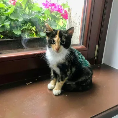 Gabinet Weterynaryjny lek.wet. Iwona Stolarska